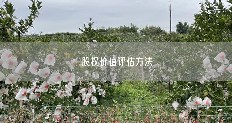 股权价值评估方法