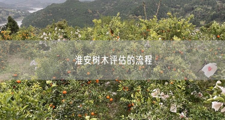 淮安树木评估的流程