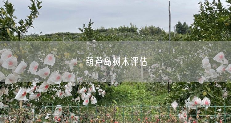 葫芦岛树木评估