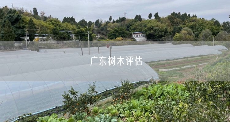 广东树木评估